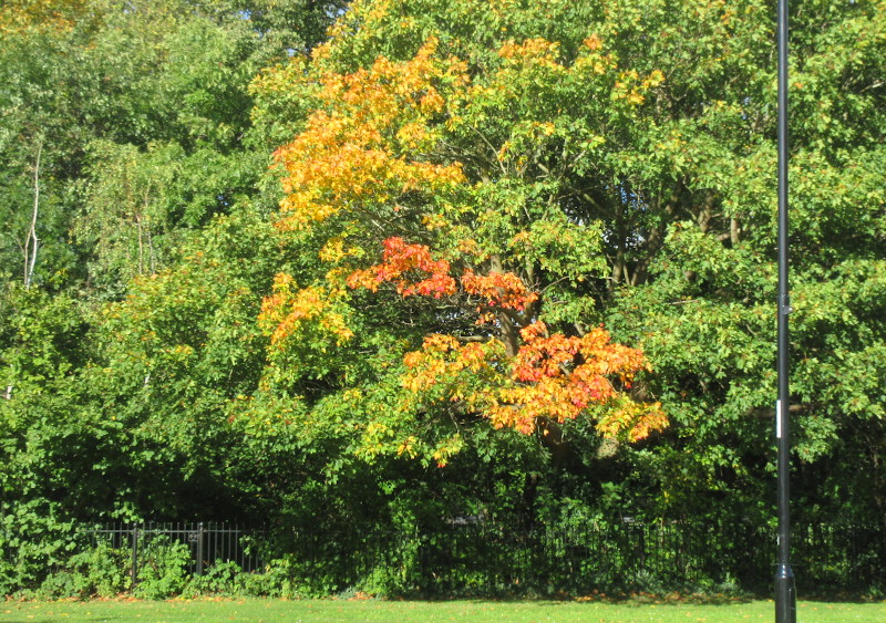 brighter
                                  autumn colours