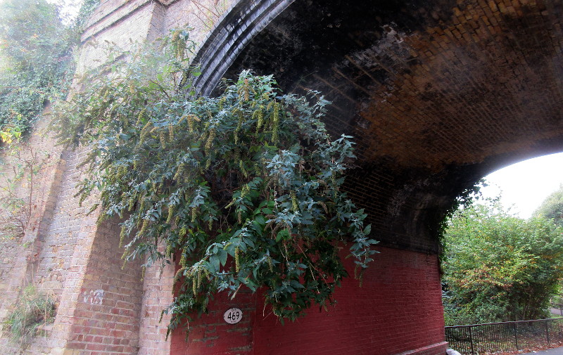 bush growing
                                  from between the bricks