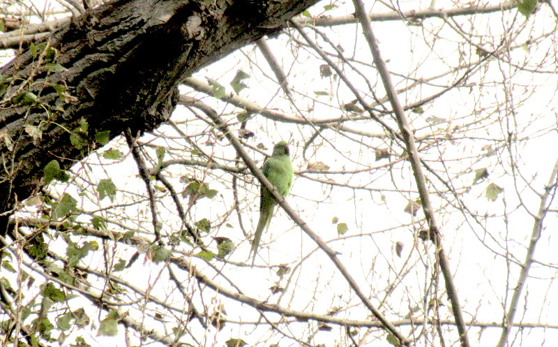 ring necked
                                  parakeet