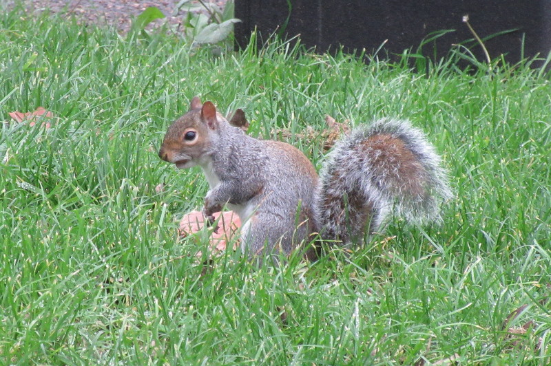 almost
                                      tame squirrel