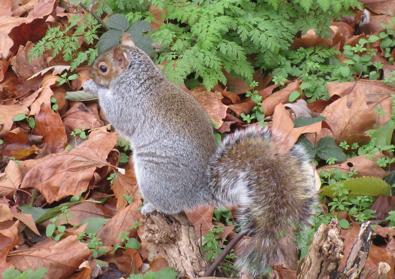 squirrel
                                    with almond
