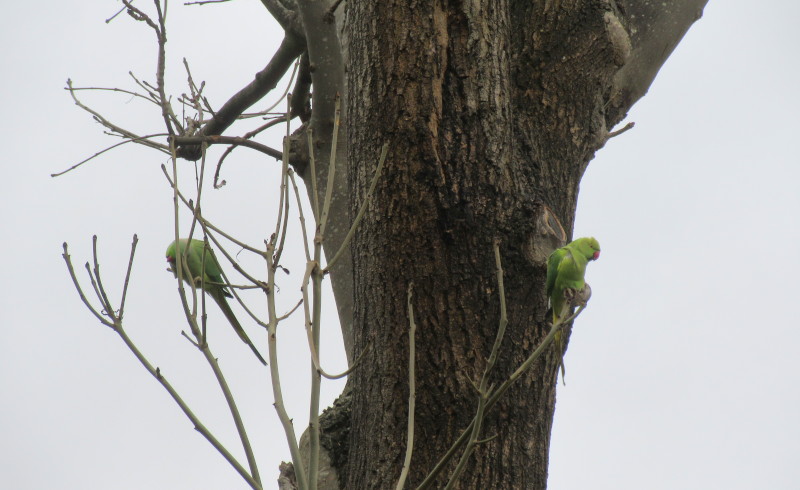 ring
                                    necked parakeets