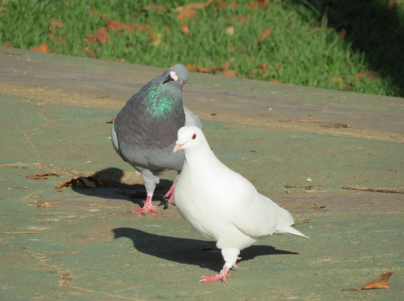 dove and
                                    pigeon