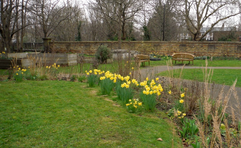 More
                                    daffodils