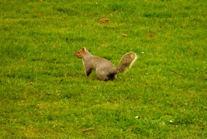 squirrel
                                    in pose 1