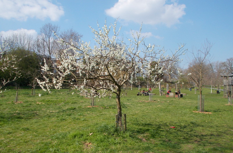 fruit trees in
                            orchard area in blossom