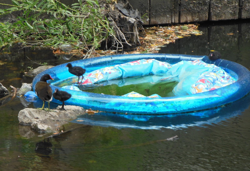 abandoned
                              paddling pool stuck by the weir