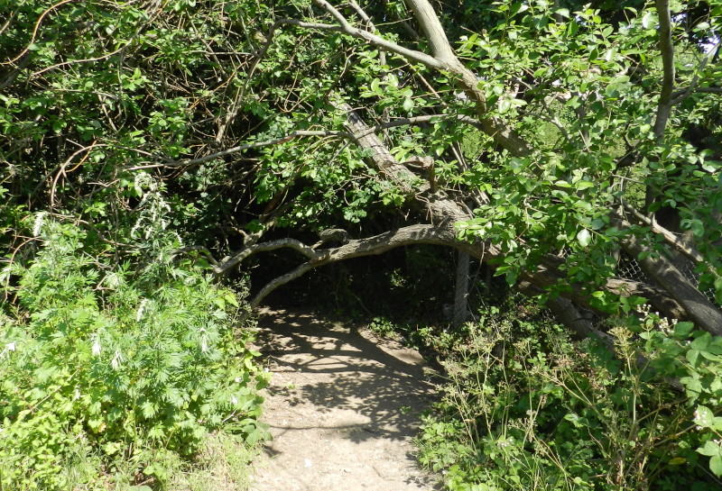 fallen tree
                              across path