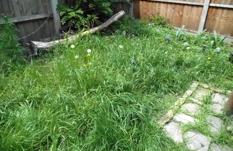 the
                              "lawn" before I attacked it with
                              the strimmer