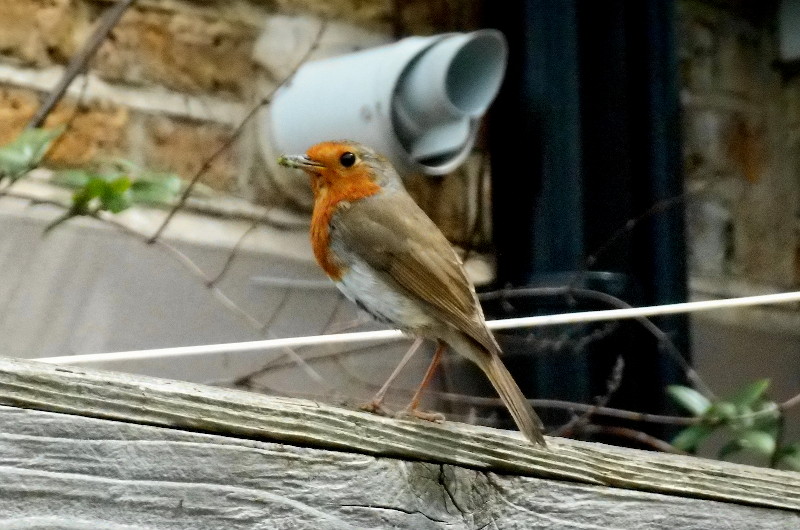 a far better
                              picture of one of the robins