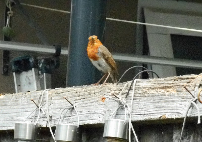 another view of
                              a robin
