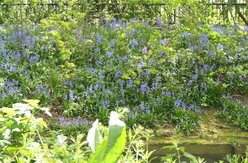 bluebells on the
                              river bank