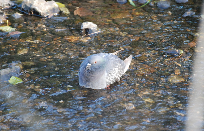 pigeon
                                      sitting in the river