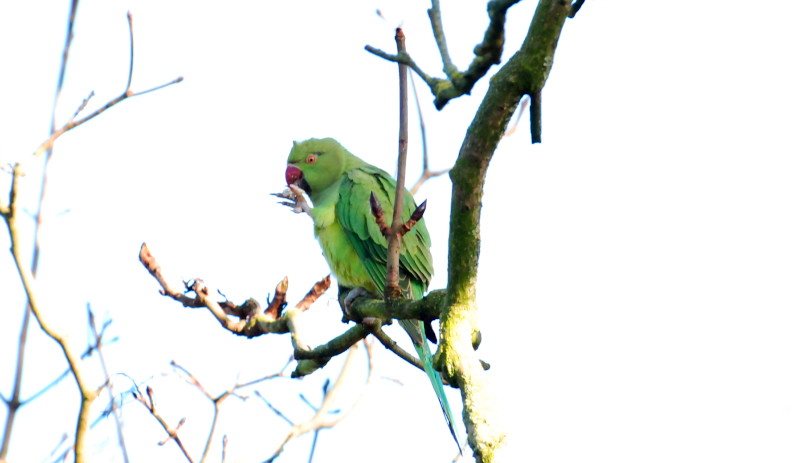 Parakeet
                                      possibly eating a tree bud