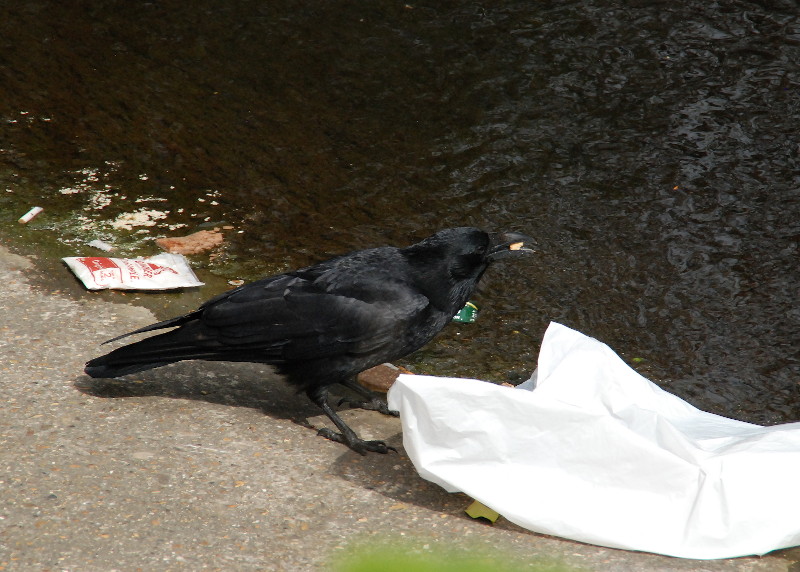 crow having a
                              takeaway