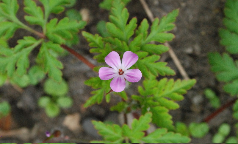 close up on
                              small flower