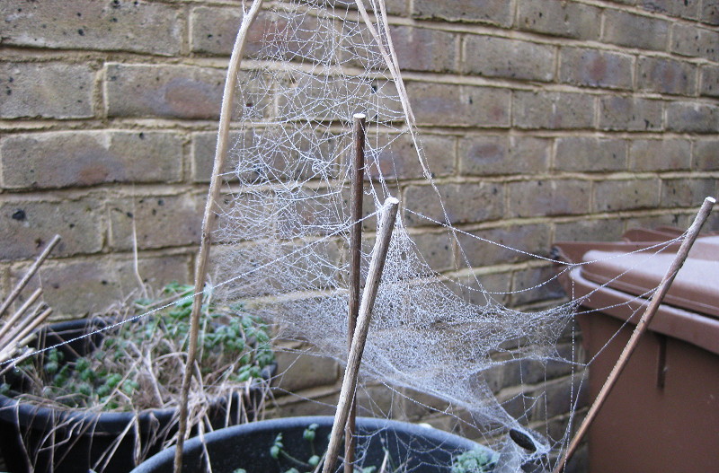 frost covered
                              spider web