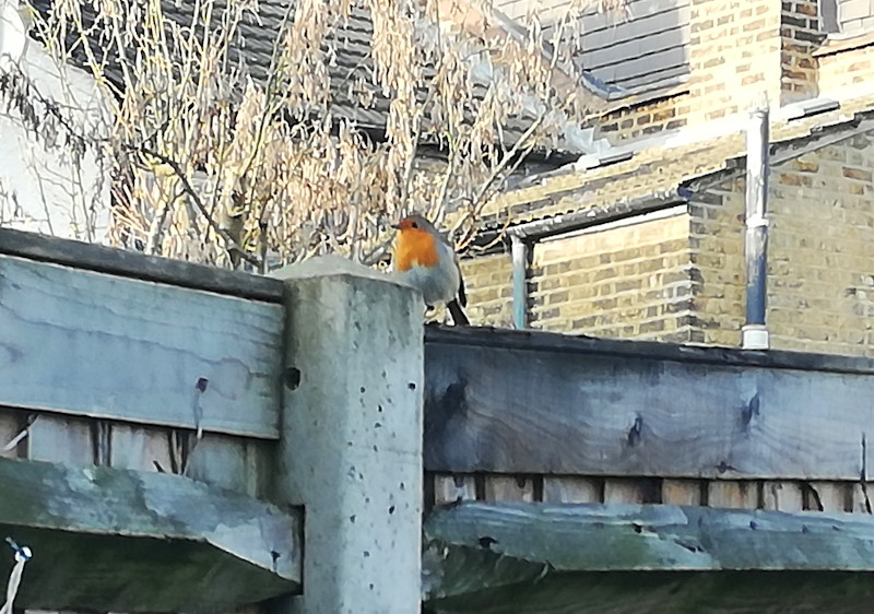Robin
                                    sitting on the fence