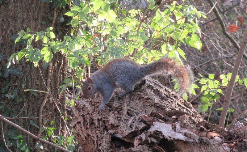 squirrel
                                    on a log
