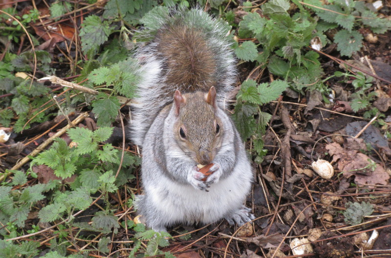 squirrel
                                    posing while eating a nut