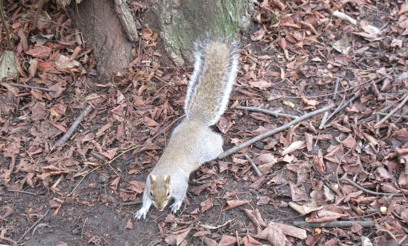 another
                                    squirrel