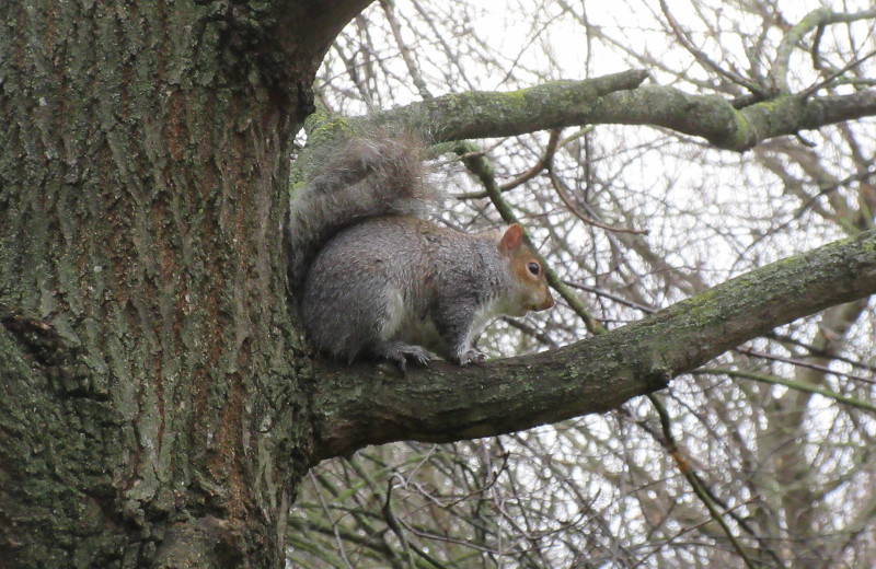 squirrel
                                    up a tree