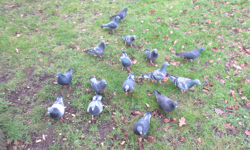 mugged by
                                    a million pigeons