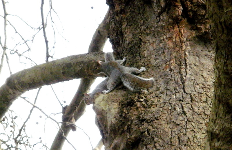 two
                                        squirrels up a tree