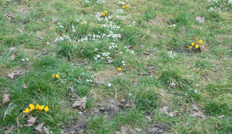 Snow drops and
                              crocuses