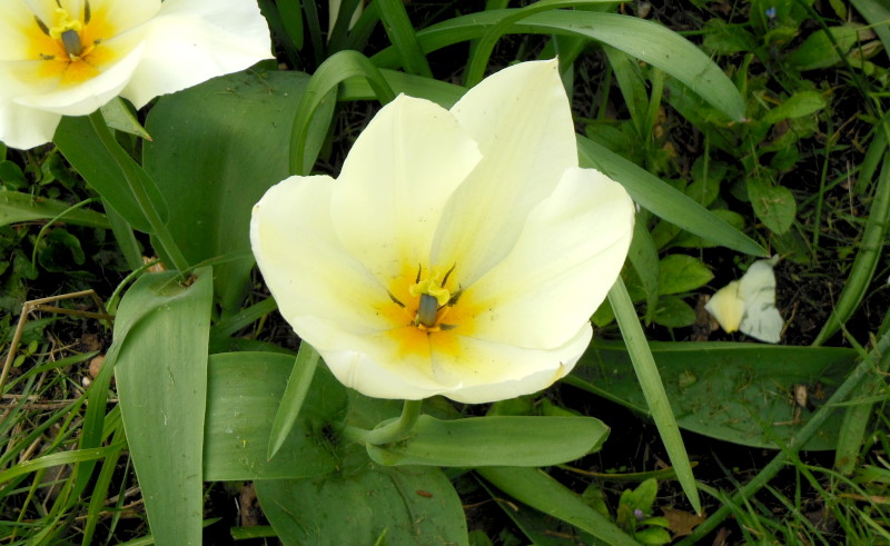 close up on
                              tulip