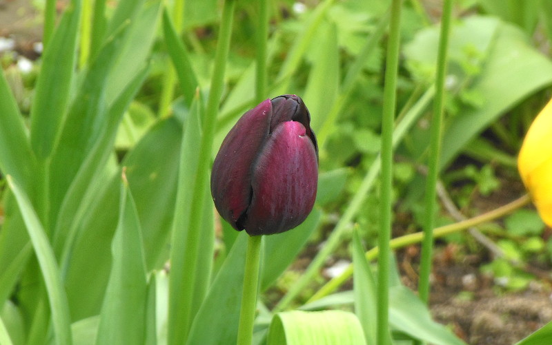 purple
                              tulip