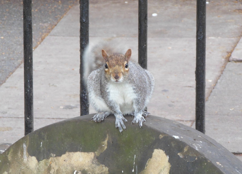 squirrel on tombstone