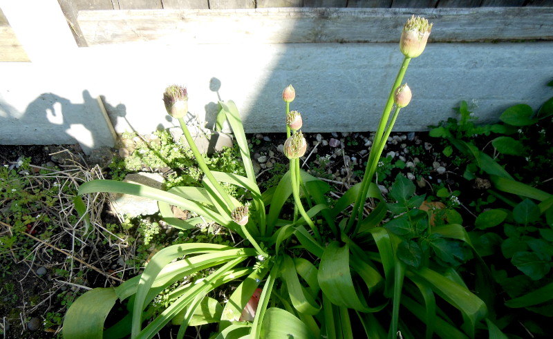 I think these
                              may be asters