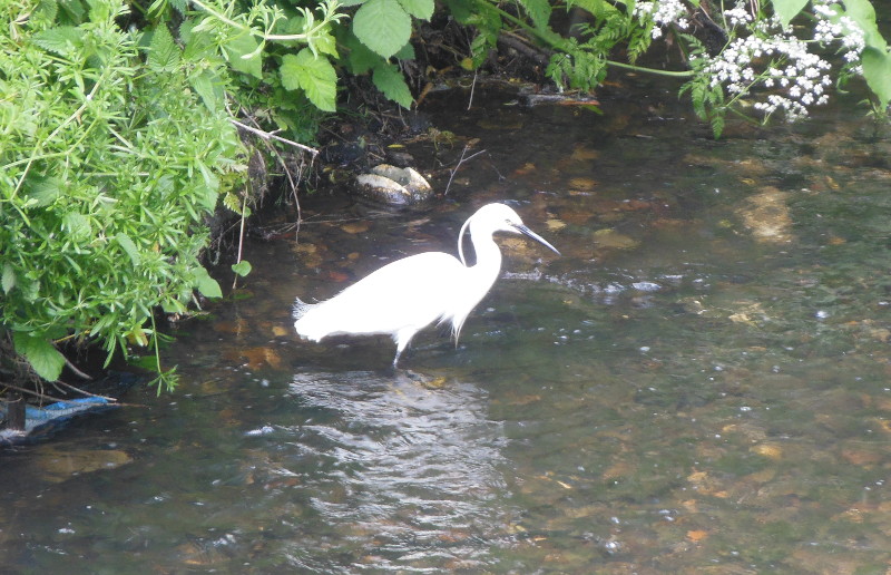 egret