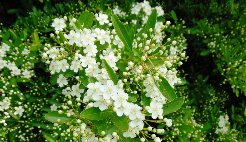 flowering shrub