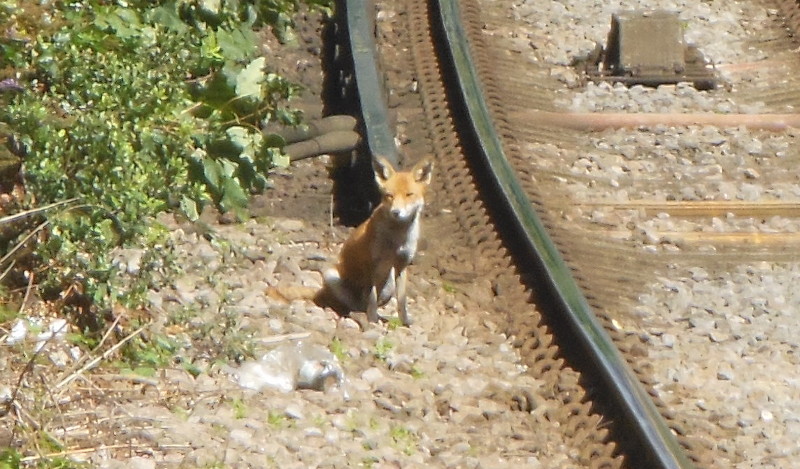fox on the
                                  line