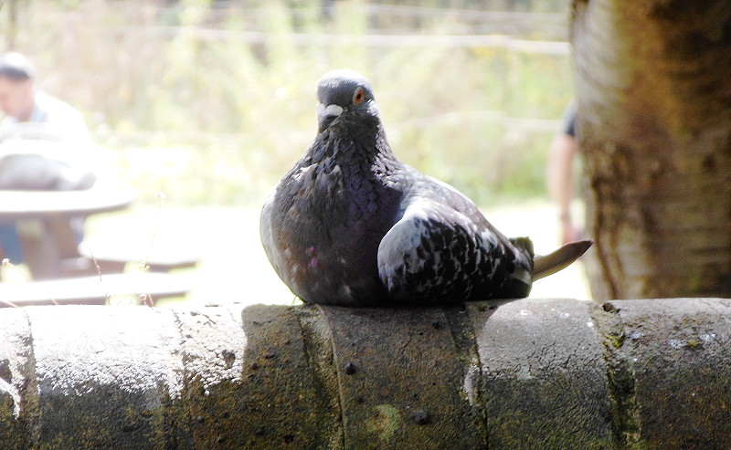tired
                                  looking pigeon
