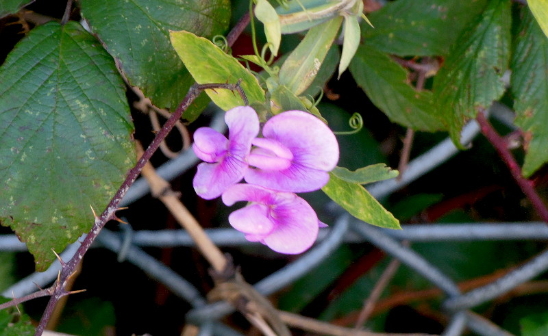 sweet peas
                                  in flower in November !