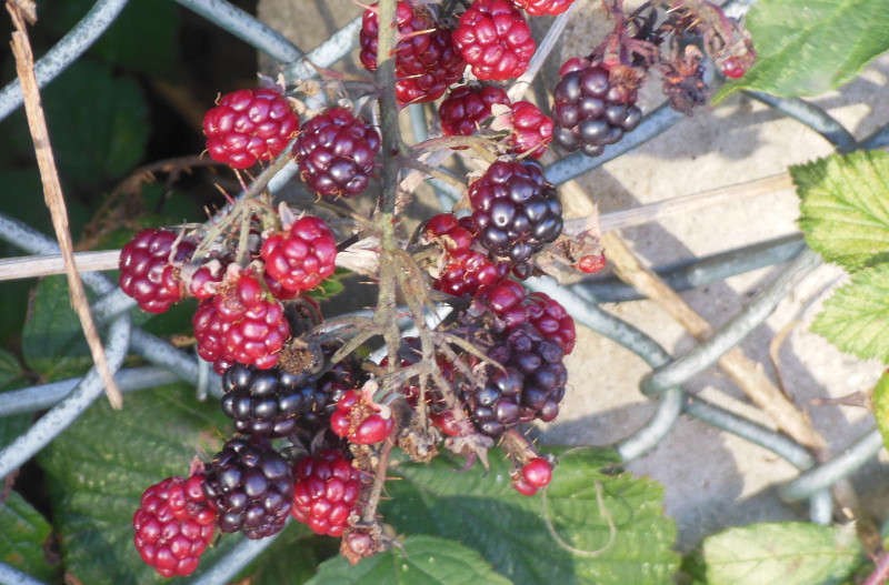 blackberries
                                  trying to ripen