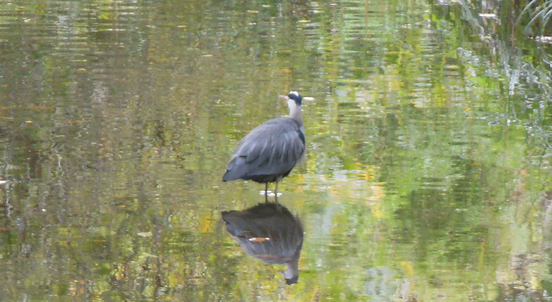 Heron