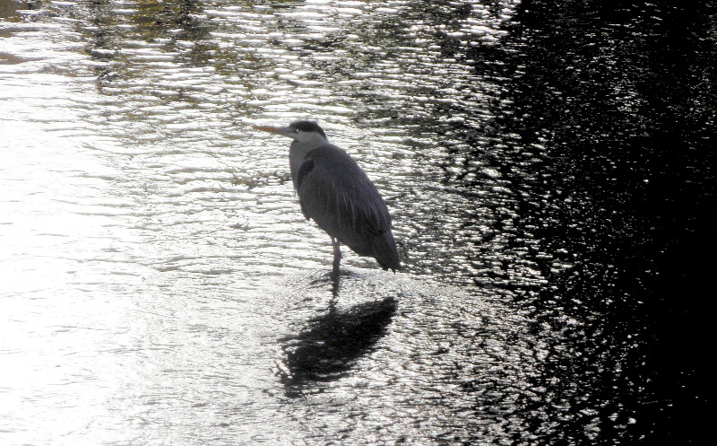 Heron