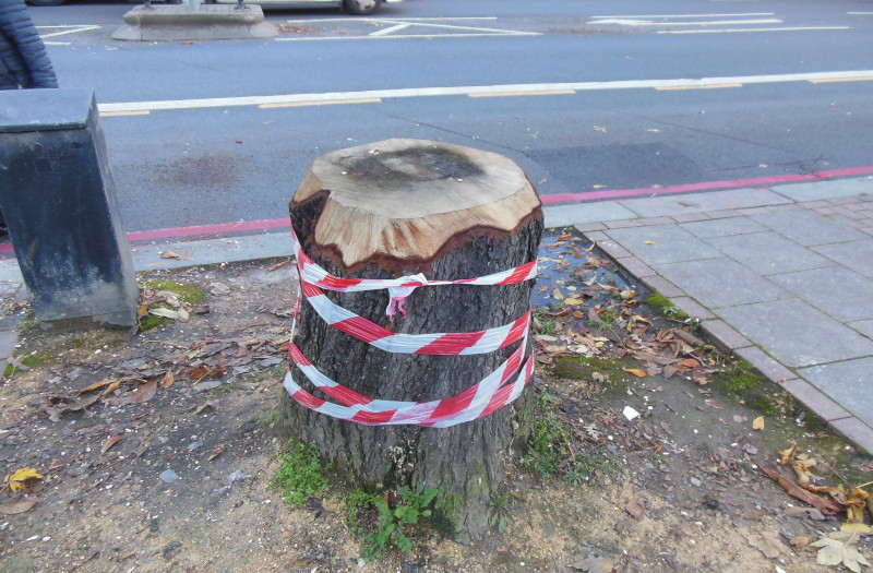 chamferred
                                  tree stump