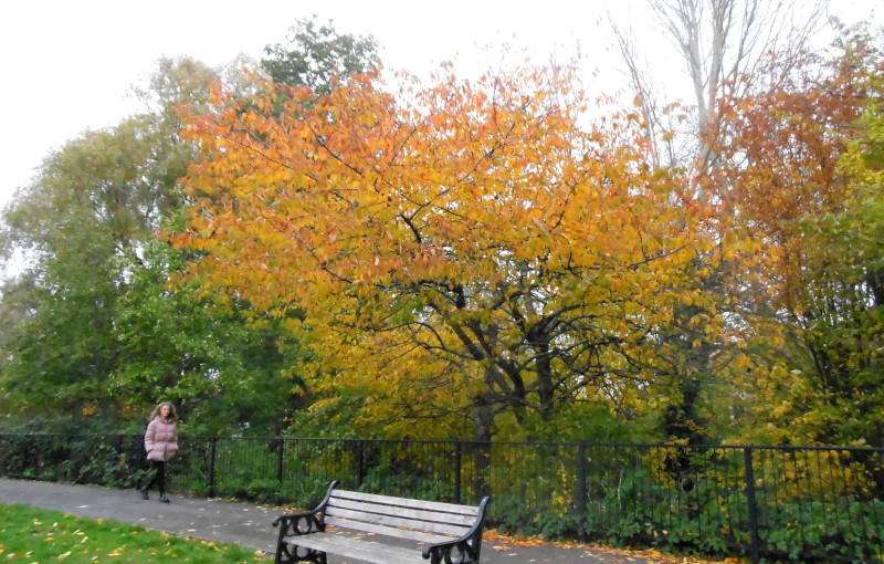 tree in
                                  autumn colours