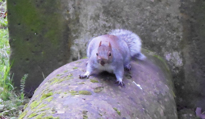 squirrel on
                                  grave