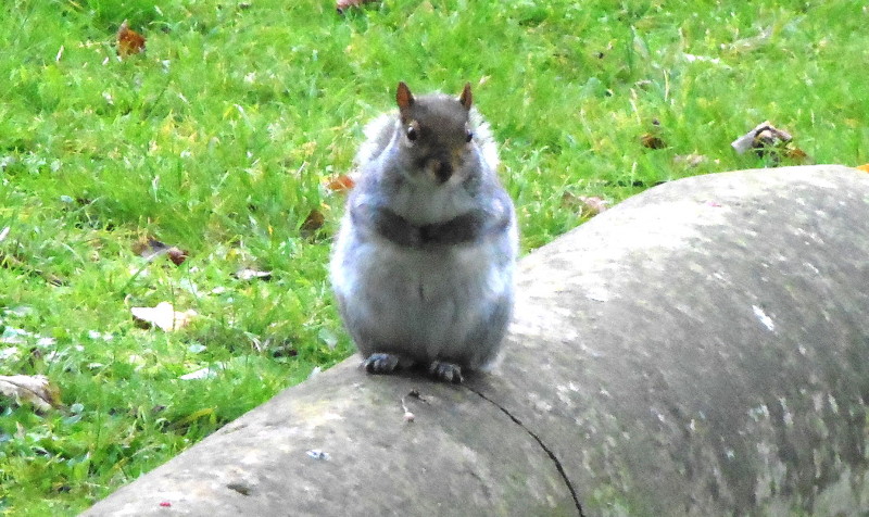 another
                                  squirrel on another grave