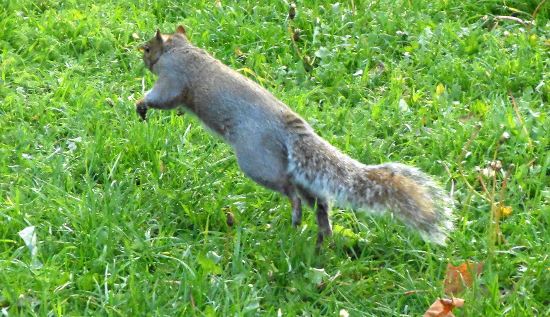 squirrel
                                  action shot