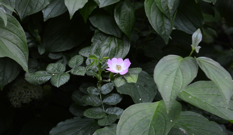 Dog rose - I
                              think