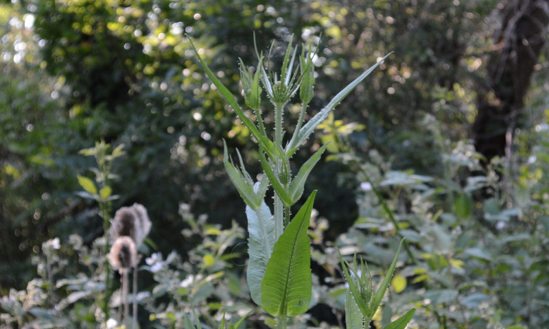 Young thistle or
                              teasel