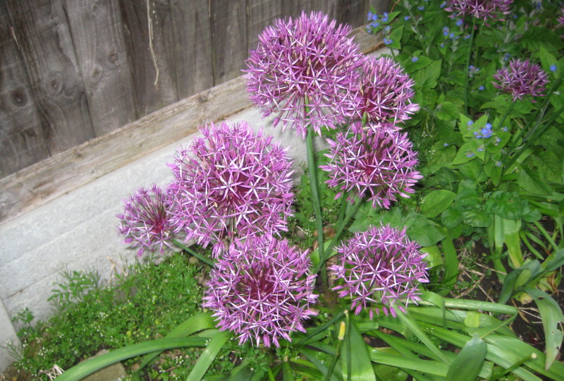 Alliums