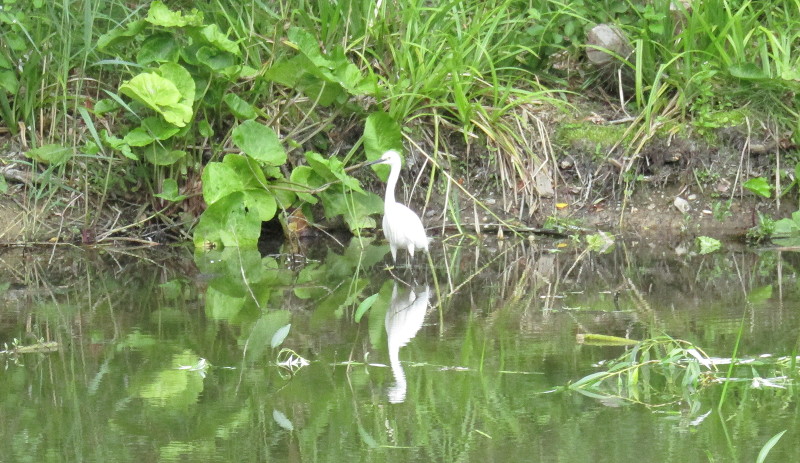 another
                                  egret
